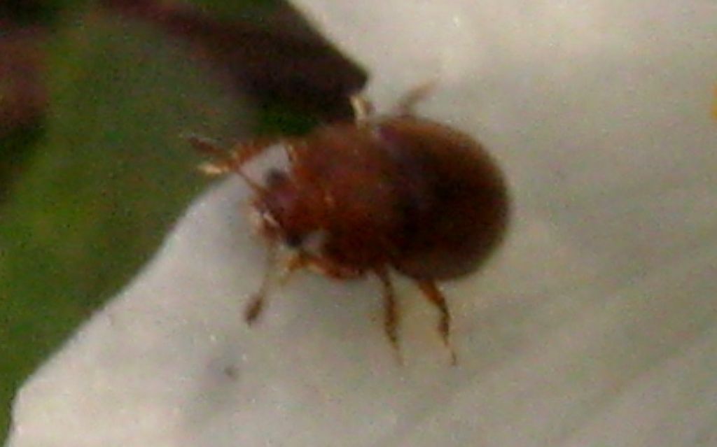 cfr. Nitidulidae sp.